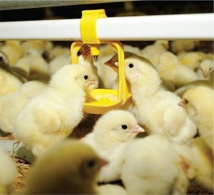 Bio Cide International Pro Oxine Ah