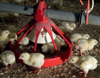 Baby chicks inside water feeder