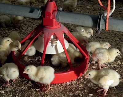 Baby chicks inside water feeder
