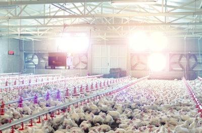 Brightly Lit Broiler House