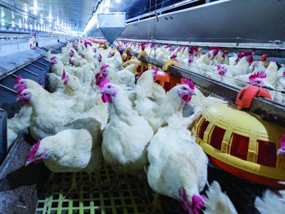 Broiler Breeders With Feeders