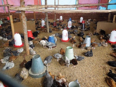 Brooder-Unit-Tanzania