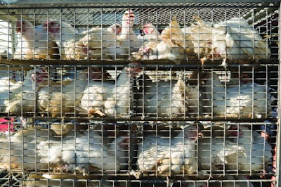 Caged Broilers