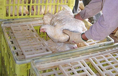 Catching Broilers 1604 P Ipoultryprocssing2