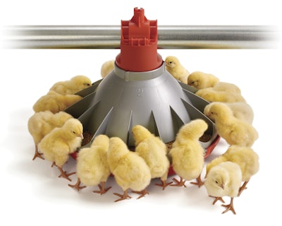 Chore-Time-Comedero-KONAVI-con-pollitos