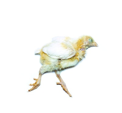 Dead Chick