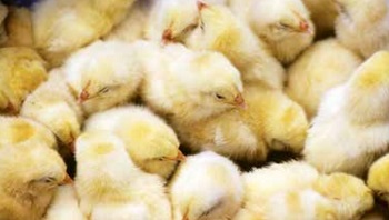 Baby chicks huddled together