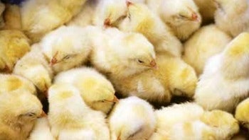 Baby chicks huddled together