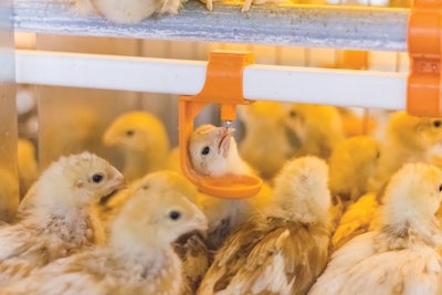 Drinkers Pullets Big Dutchman