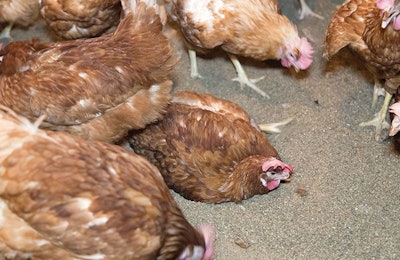 Dust bathing brown hen