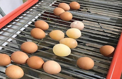 Egg Drop Syndrom Sherrill Davison