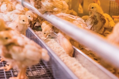 Feeders Pullets Big Dutchman