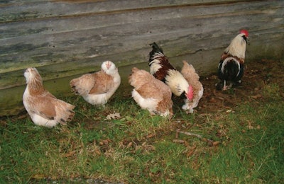 Free Range Hens 3