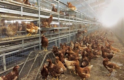 Los aviarios permiten una mayor densidad de población por metro cuadrado de espacio de piso que los sistemas de piso. | Cortesía de Hellman Poultry