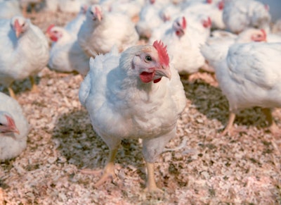 Hubbard Redbro Broilers
