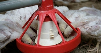 Boilers eating from feeder