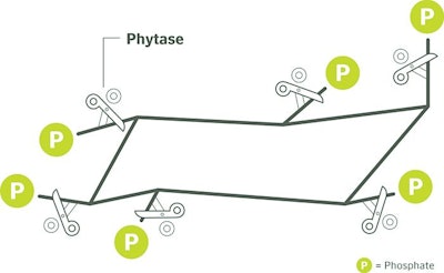Phytase Releases Phosphate