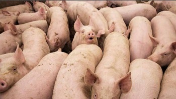 Pigs being corralled