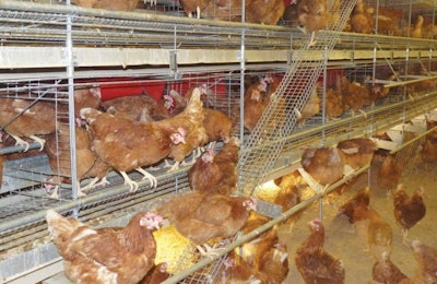 Con las gallinas entrenadas a vivir y poner huevos en este aviario, las puertas se quitan y las aves pueden entrar y salir, así como bajar al piso. | Cortesía de Potters Poultry
