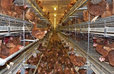 Potters Compact Aviary Doors Removed