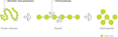 Proteases Degrade Protein