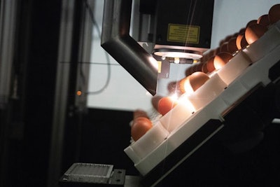 Seleggt Egg Sexing Technology 2