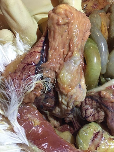 Shell Gland Infection