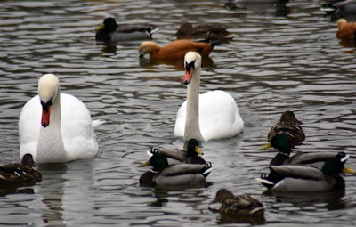 Swans And Ducks