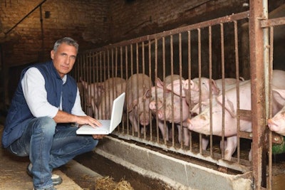 Swine nutritionist using formulation software