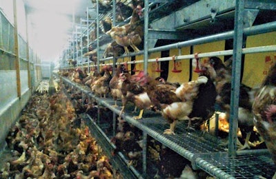 Val Co Valli Vlv Cage Free Aviary