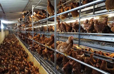 Vencomatic Bolegg Gallery Cage Free Aviary