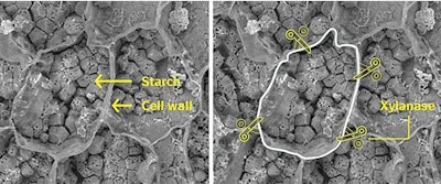Xylanase Breaks Down Cell Walls