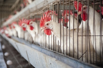 White Leghorn egg-laying chickens in cages in their hen house.