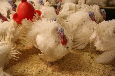 Aviagen Feed Trial Toms