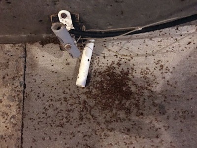 bed bugs chicken house