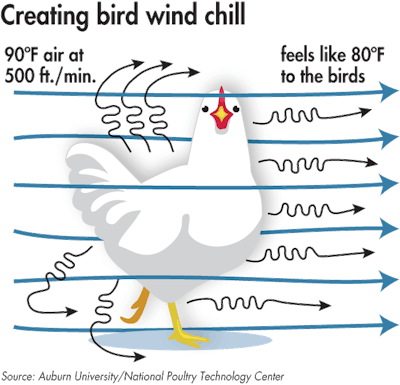 bird-wind-chill-effect