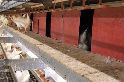 Cage Free Hen Nesting