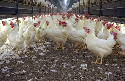 Cage Free Hens In Scratch Area