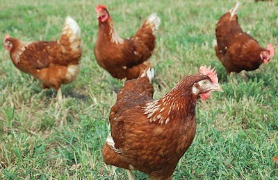 Cage Free Hens Mortality
