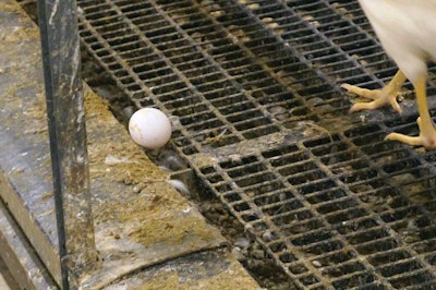 Cage Free Management Mislaid