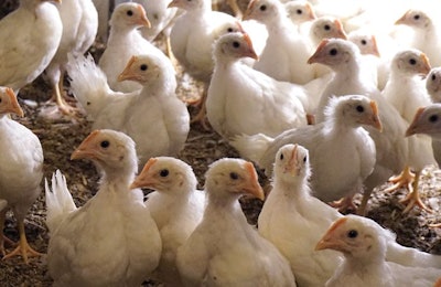 Cage Free Pullet Training