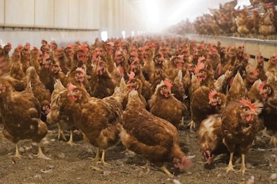 Cage Free Stocking Density