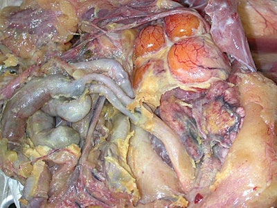 Caseous Peritonitis B