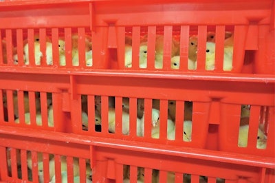 chick-basket-waiting-area