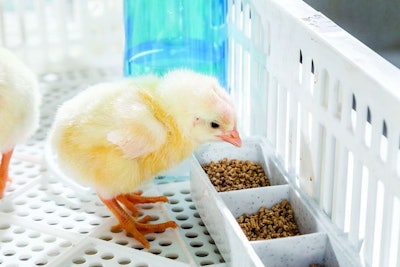 Chick Eating