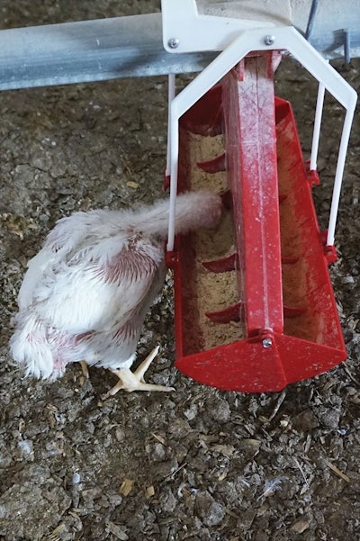 chicken-eating-euro-feeder