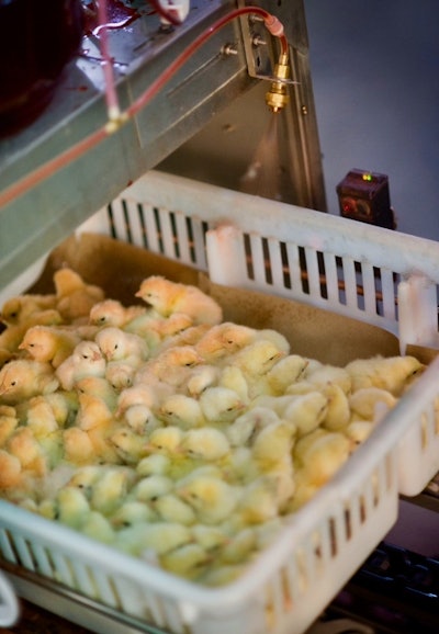 Chicks In Basket Vaccination