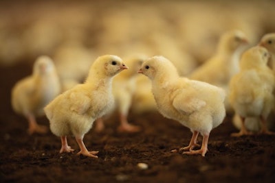 Chicks On Litter Closeup