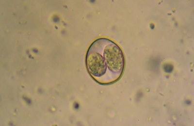 coccidia