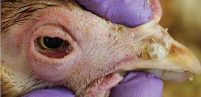 Coryza Birds White Discharge